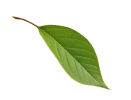 Leaf 1