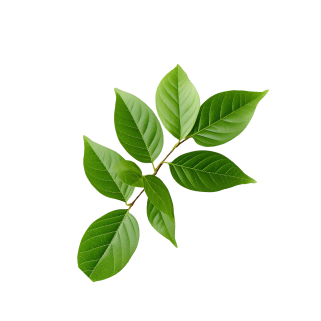 Leaf 3