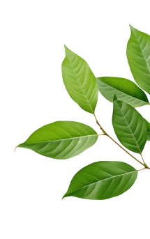 Leaf 4